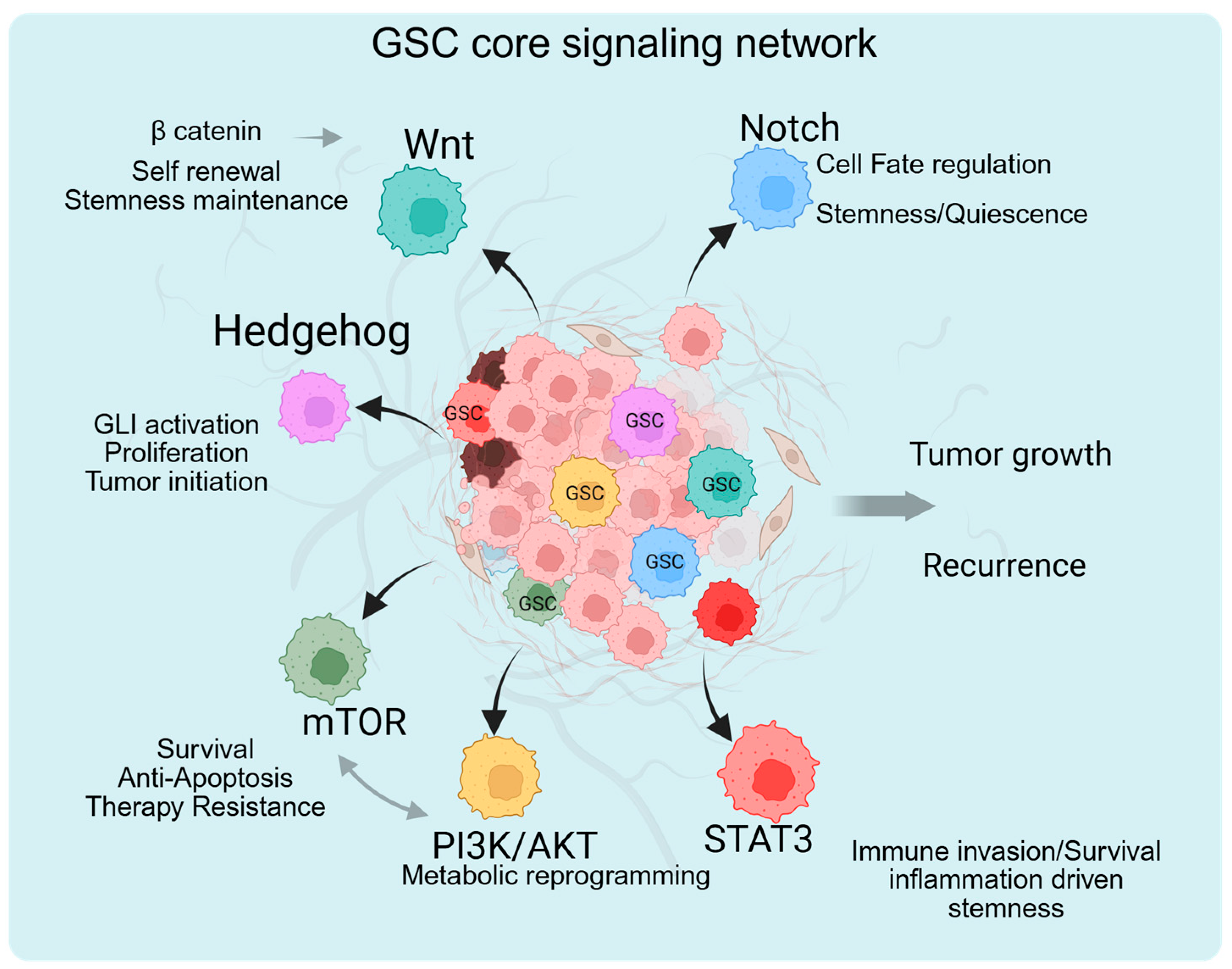 Targeting Glioblastoma Stem Cells: Therapeutic Strategies and Clinical ...