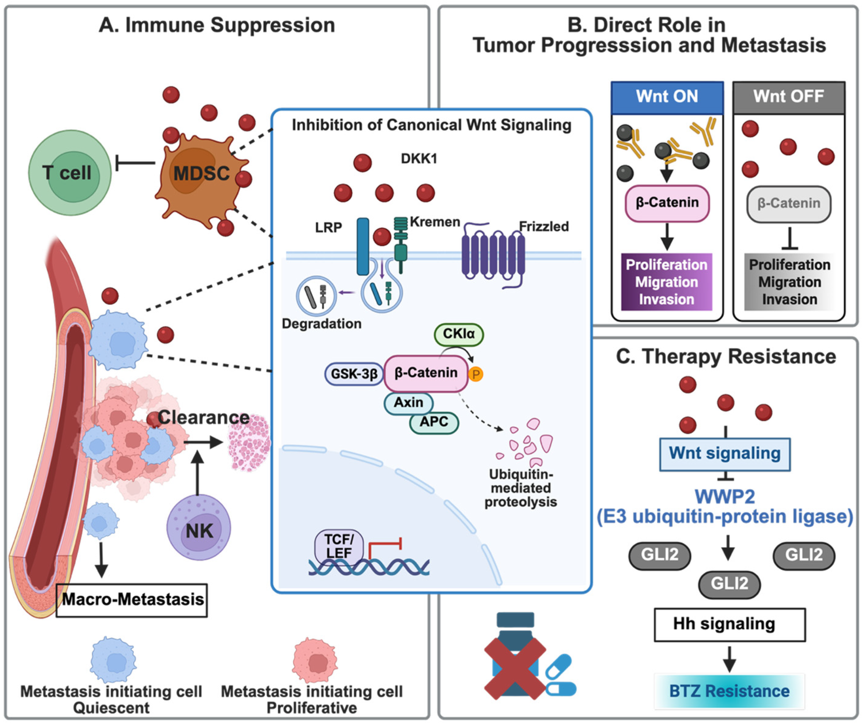 DKK1 in Cancer: A Bench-to-Bedside Review of Molecular Mechanisms and ...