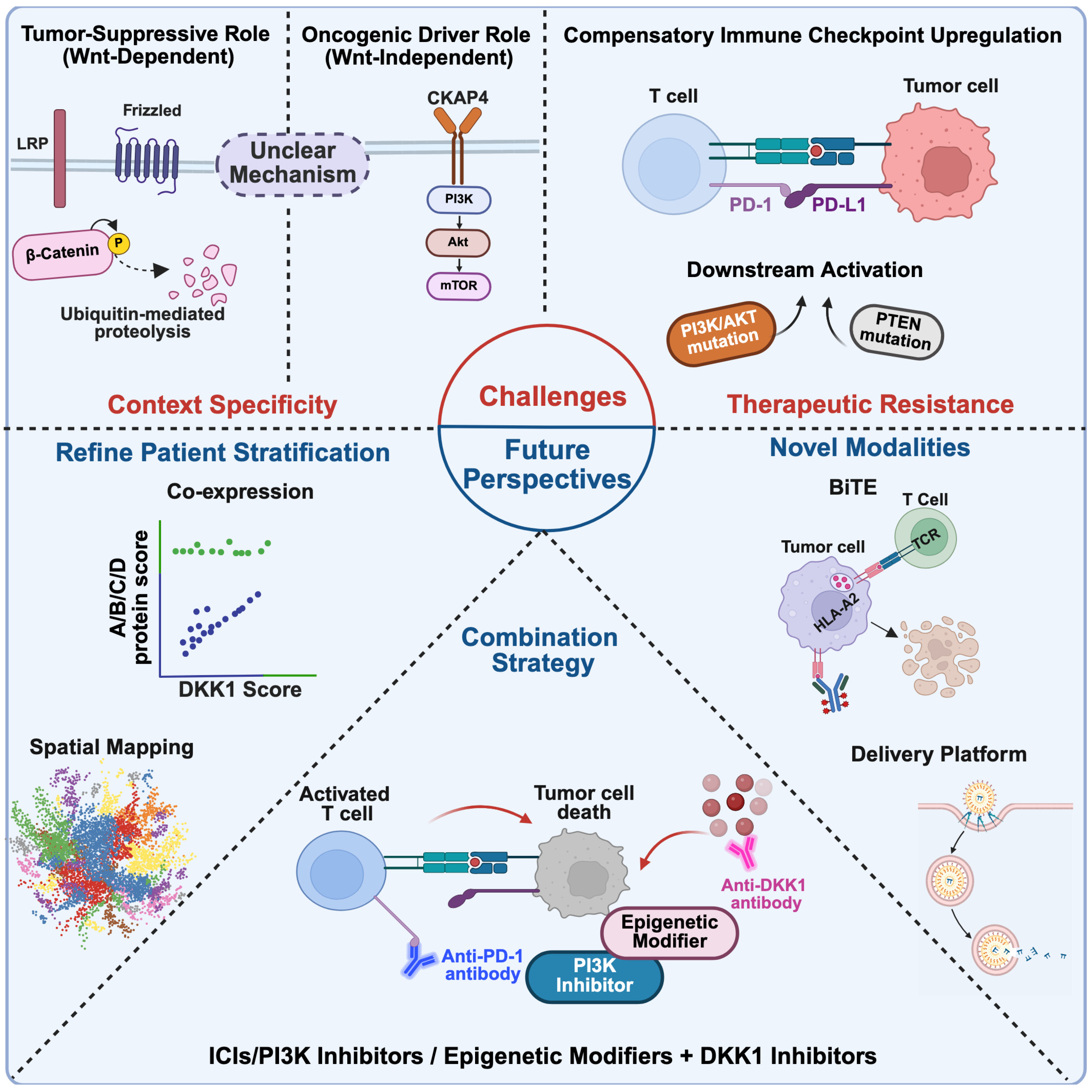 DKK1 in Cancer: A Bench-to-Bedside Review of Molecular Mechanisms and ...