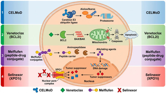 Melflufen in Multiple Myeloma: Clinical Limitations, Biological Rationale, and Future Perspectives