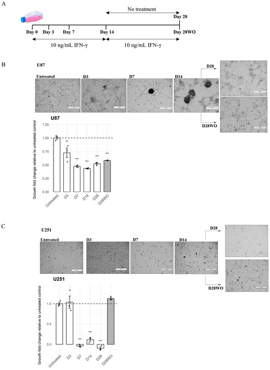 Chronic IFN-γ Exposure Induces Divergent Adaptive Programs in Glioblastoma Subtypes