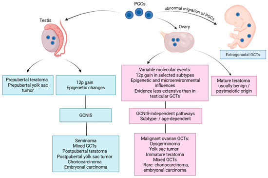 Comparative Molecular and Genetic Landscape of Gonadal Germ Cell Tumors: Insights from Testicular and Ovarian Neoplasms