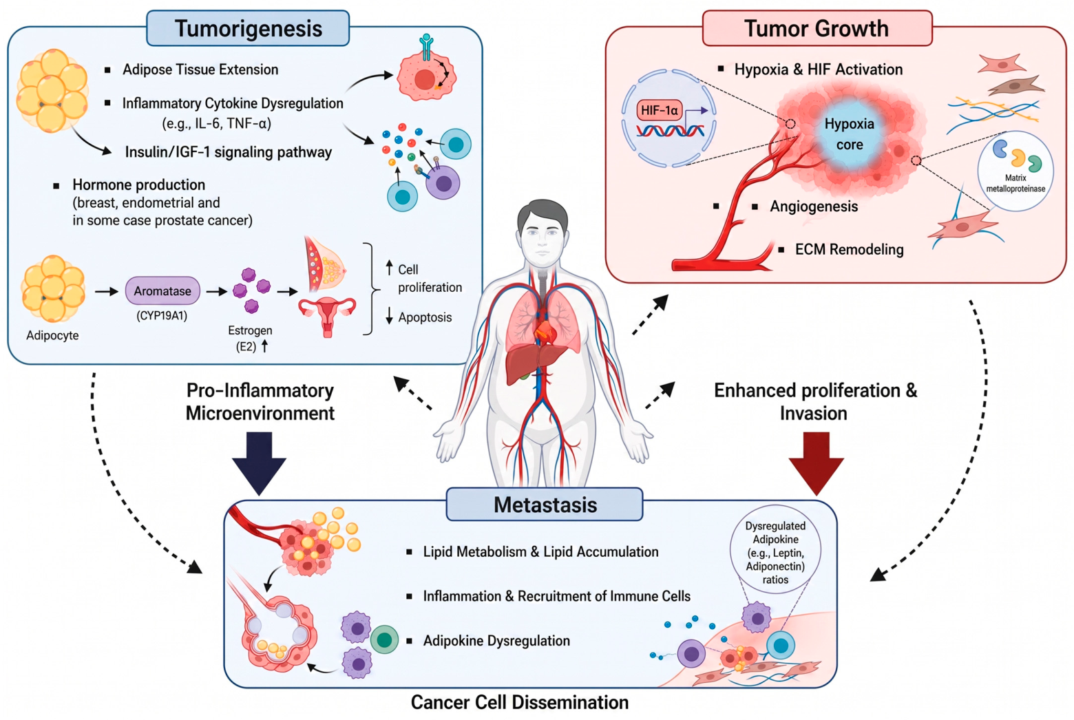 Understanding the Interplay Between Obesity and Cancer: From Mechanisms ...