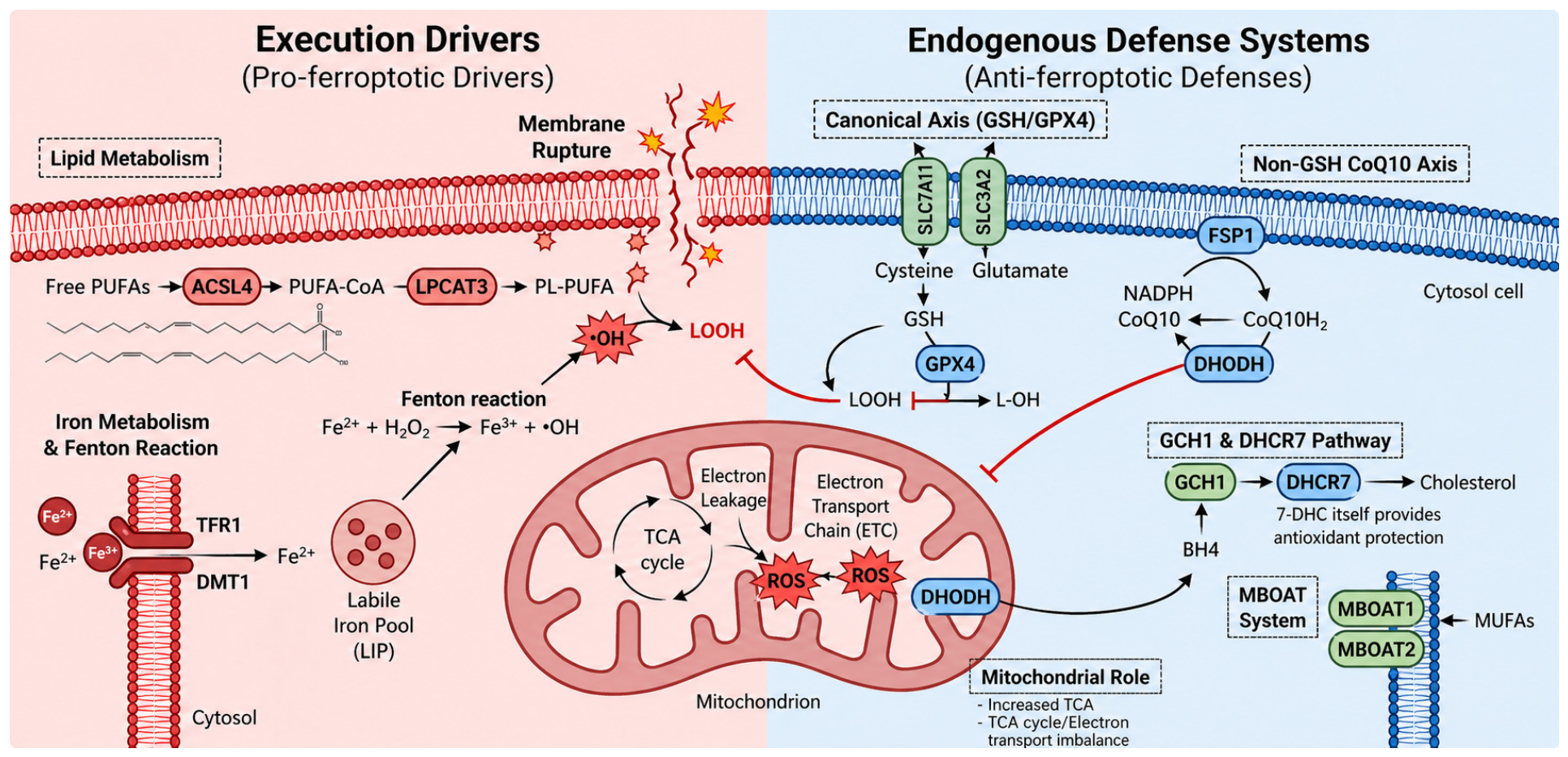 The Dual Role of Ferroptosis in Cancer: Molecular Mechanisms ...