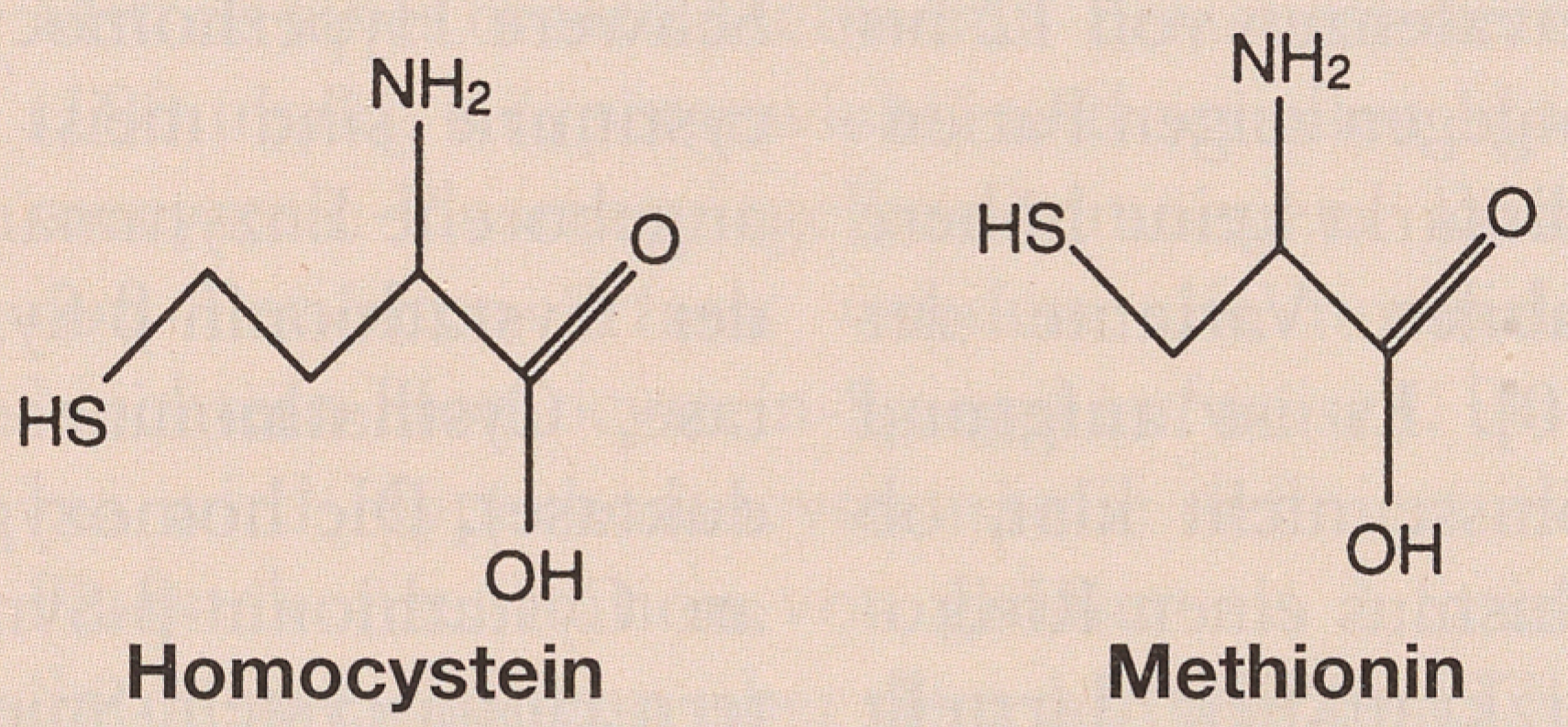 Homocystein als kardiovaskulärer Risikofaktor