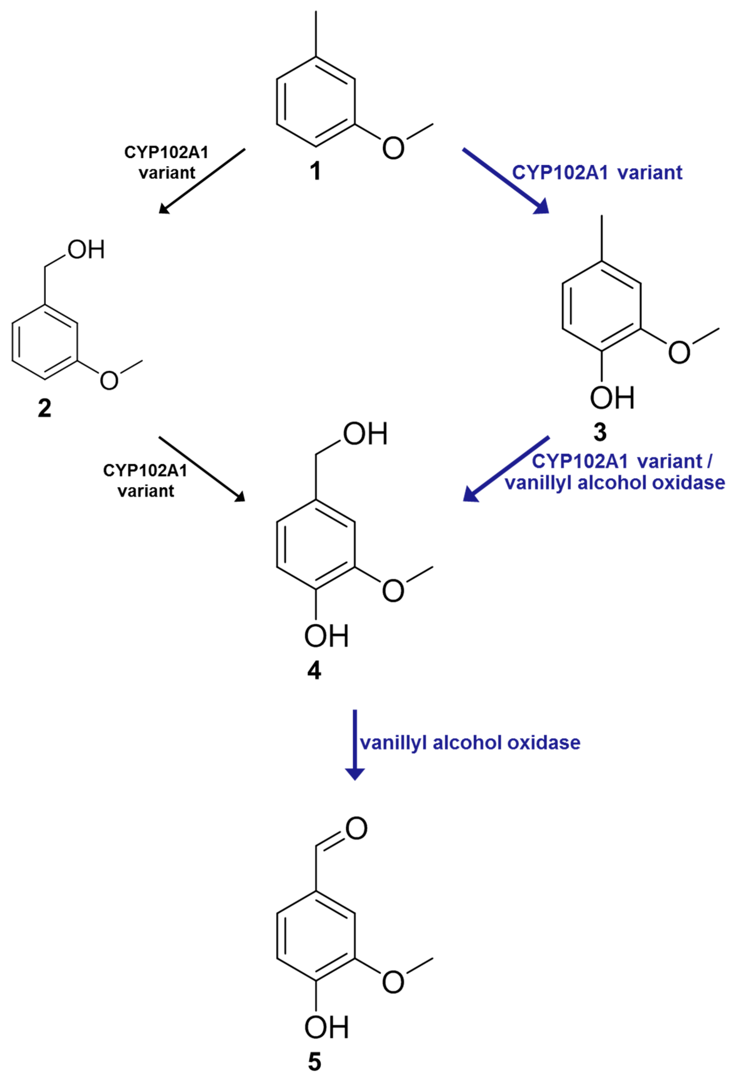 Synthesis Of Ethyl Vanillin Synthesis Of Ethyl Vanillin
