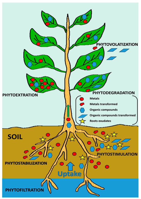 Catalysts | Free Full-Text | Moving towards Biofuels and High-Value ...