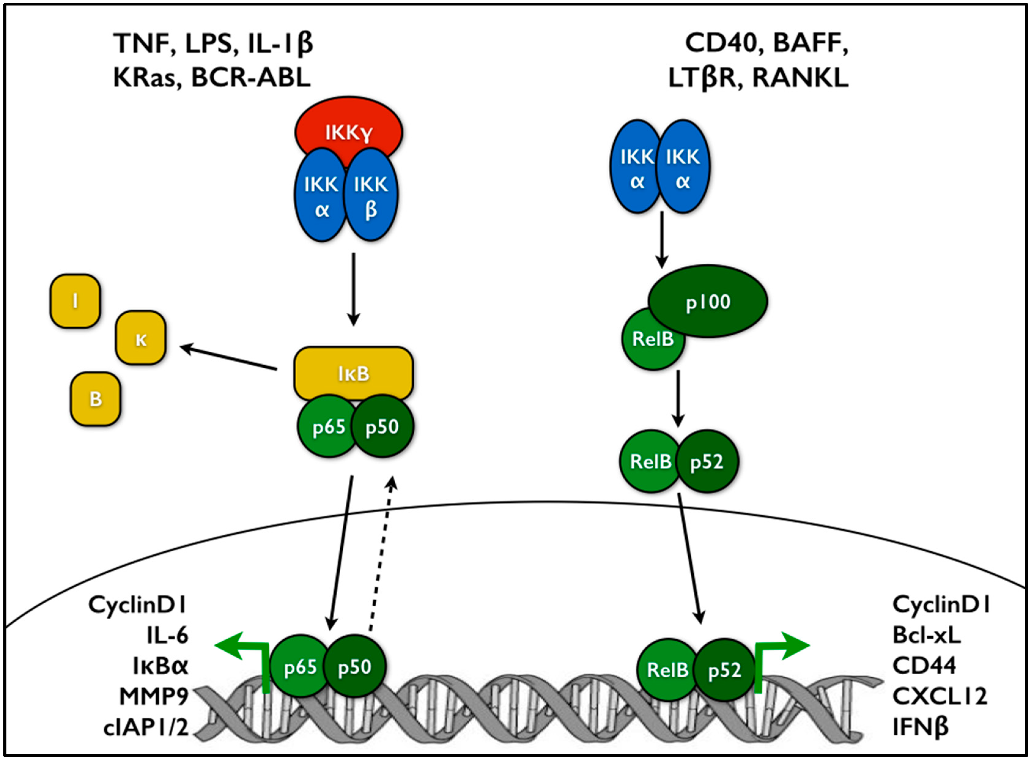 Vice Fremme kapitel Cells | Free Full-Text | The NF-κB Pathway and Cancer Stem Cells