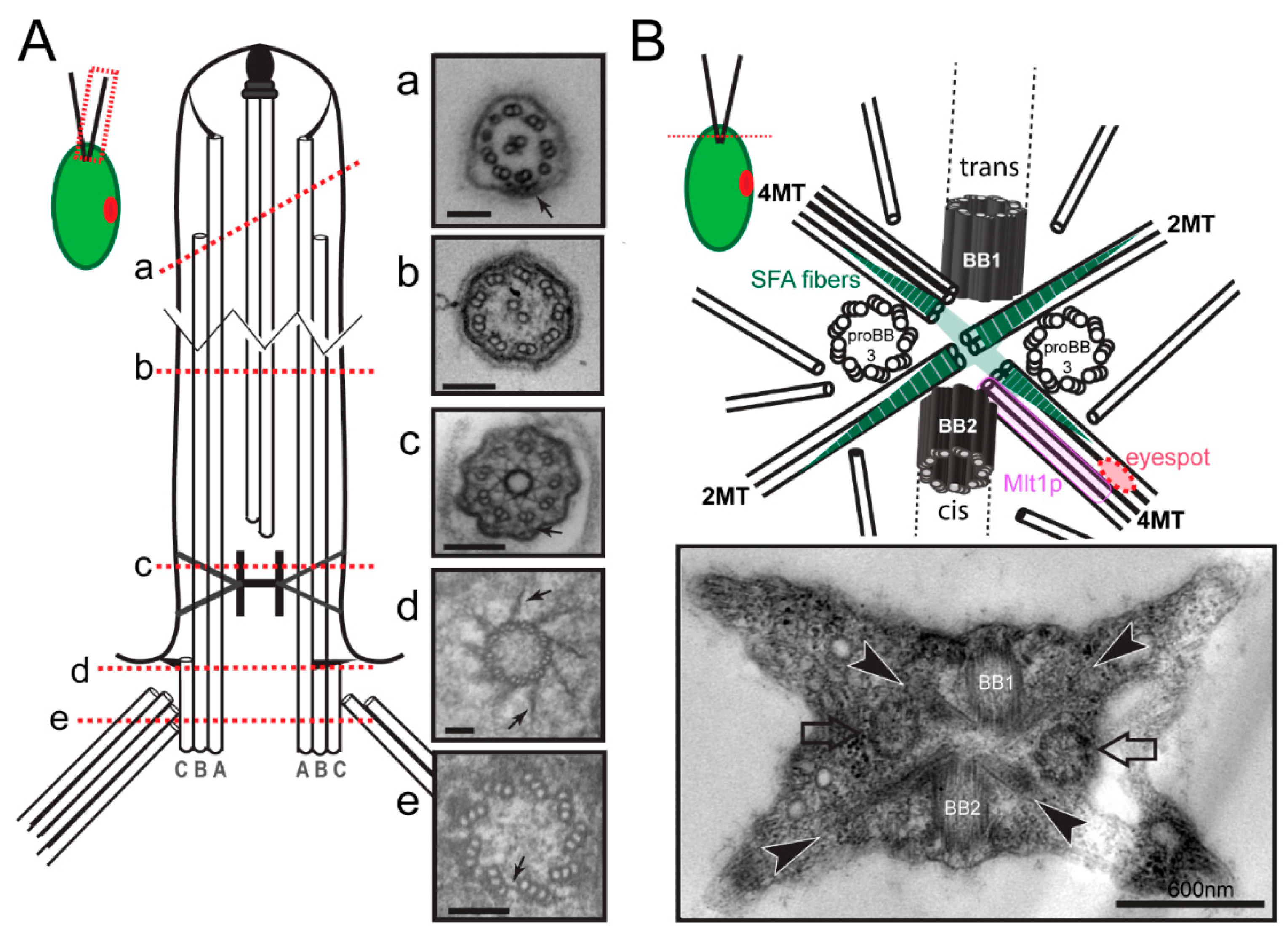 Cells Free Full Text Chlamydomonas Basal Bodies As Flagella 