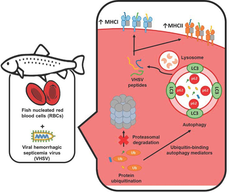 Cells | Free Full-Text | Rainbow Trout Red Blood Cells Exposed to Viral  Hemorrhagic Septicemia Virus Up-Regulate Antigen-Processing Mechanisms and  MHC I&II, CD86, and CD83 Antigen-presenting Cell Markers