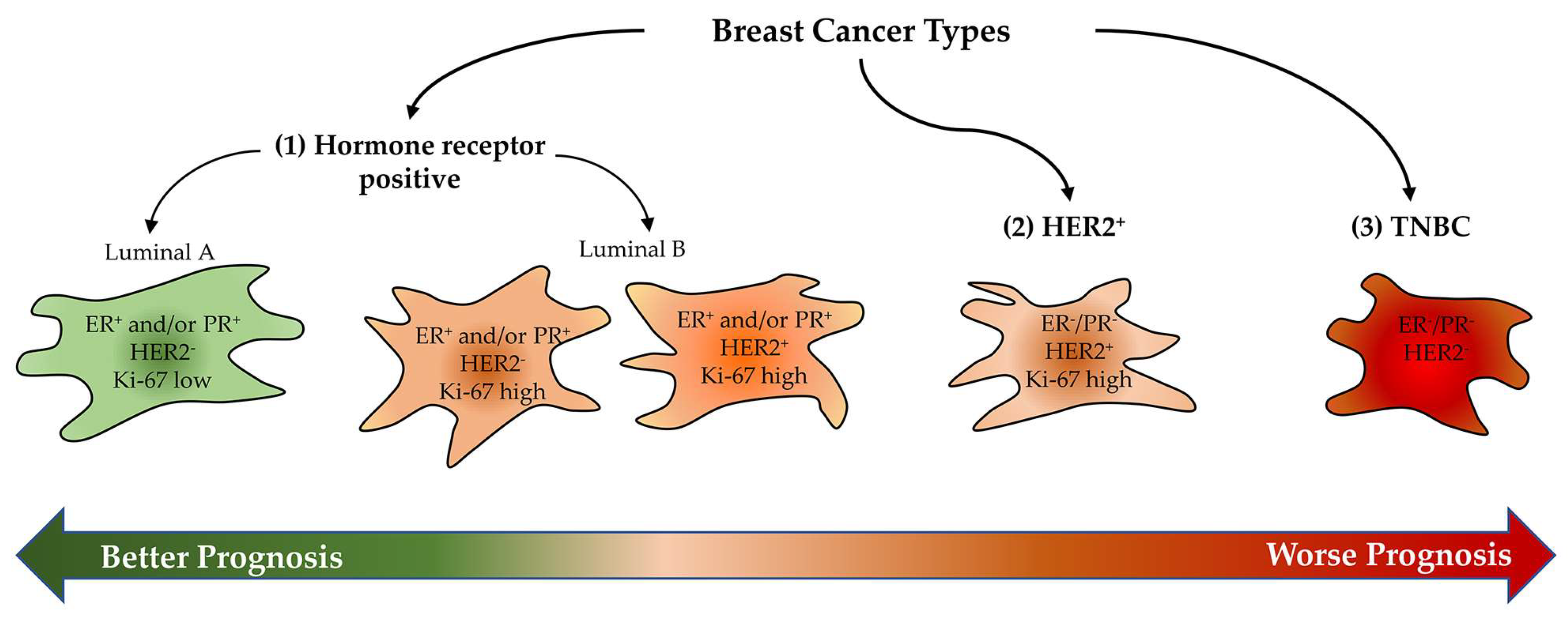 The morphological division of the breast cancer shapes according to the