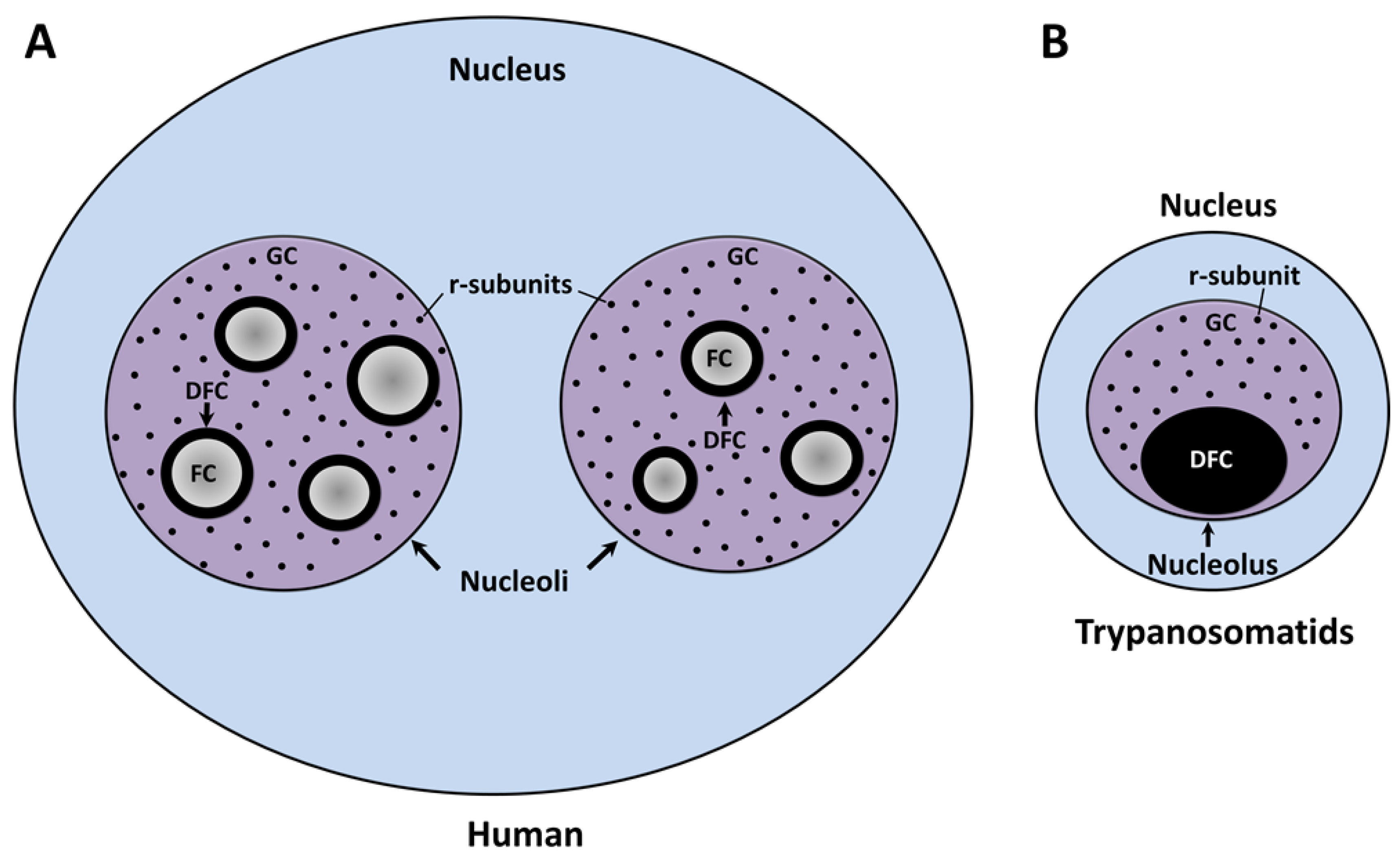 Cells | Free Full-Text | Nucleolar Structure and Function in Trypanosomatid  Protozoa