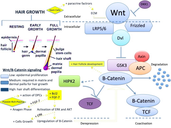 Cells | Free Full-Text | Advances in Regenerative Stem Cell Therapy in Androgenic  Alopecia and Hair Loss: Wnt Pathway, Growth-Factor, and Mesenchymal Stem  Cell Signaling Impact Analysis on Cell Growth and Hair