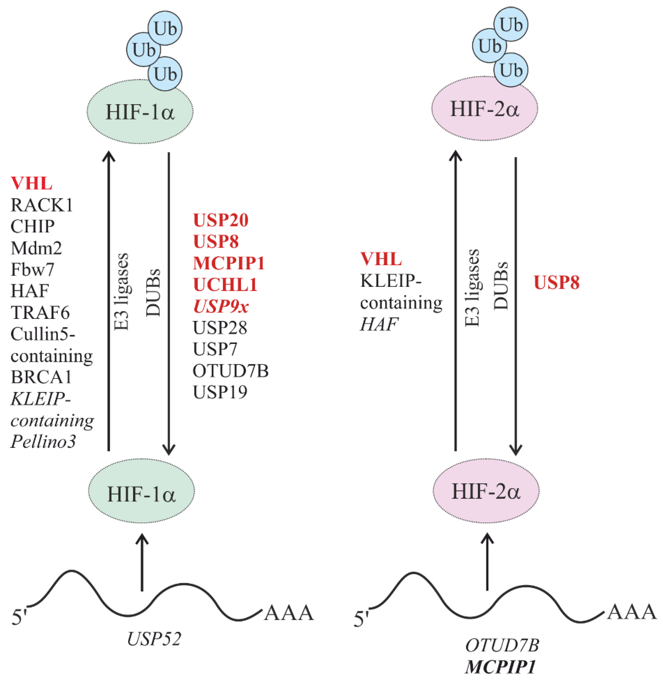 Cells | Free Full-Text | Involvement of E3 Ligases and 