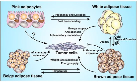 adipose tissue with adipocytes