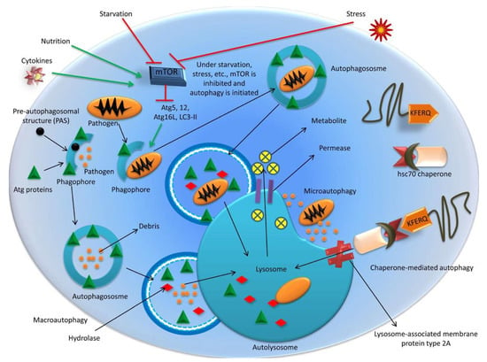 Cells | Free Full-Text | A Comprehensive Review of Autophagy and 