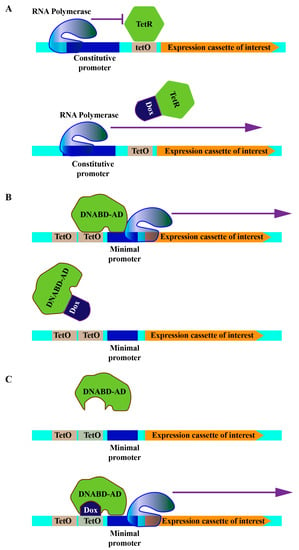 cells-free-full-text-how-to-choose-the-right-inducible-gene