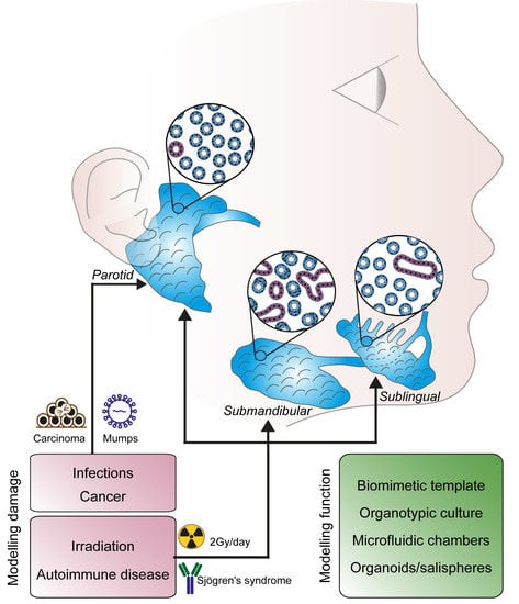 Cells | Free Full-Text | Physiology, Pathology and Regeneration of Salivary  Glands
