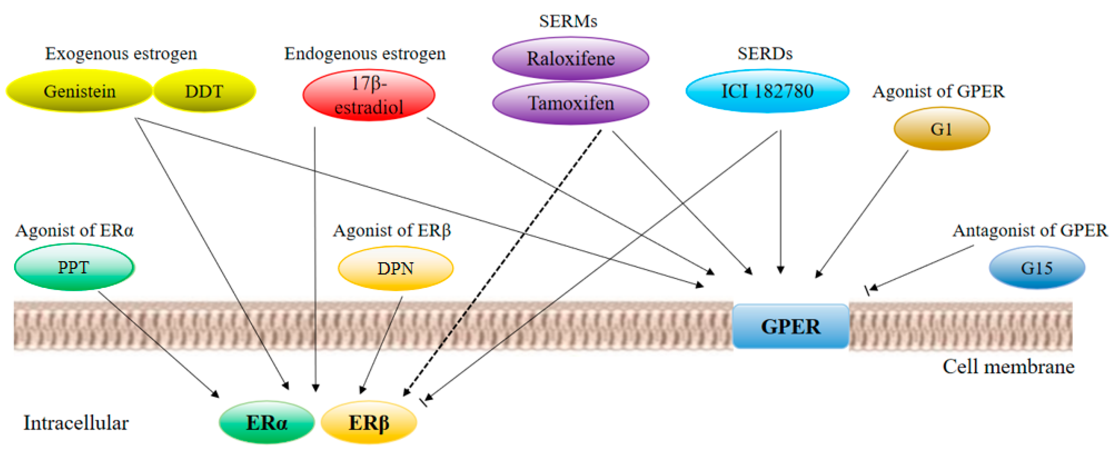 Cells | Free Full-Text | Estrogen-Receptor Expression Function in Reproductive