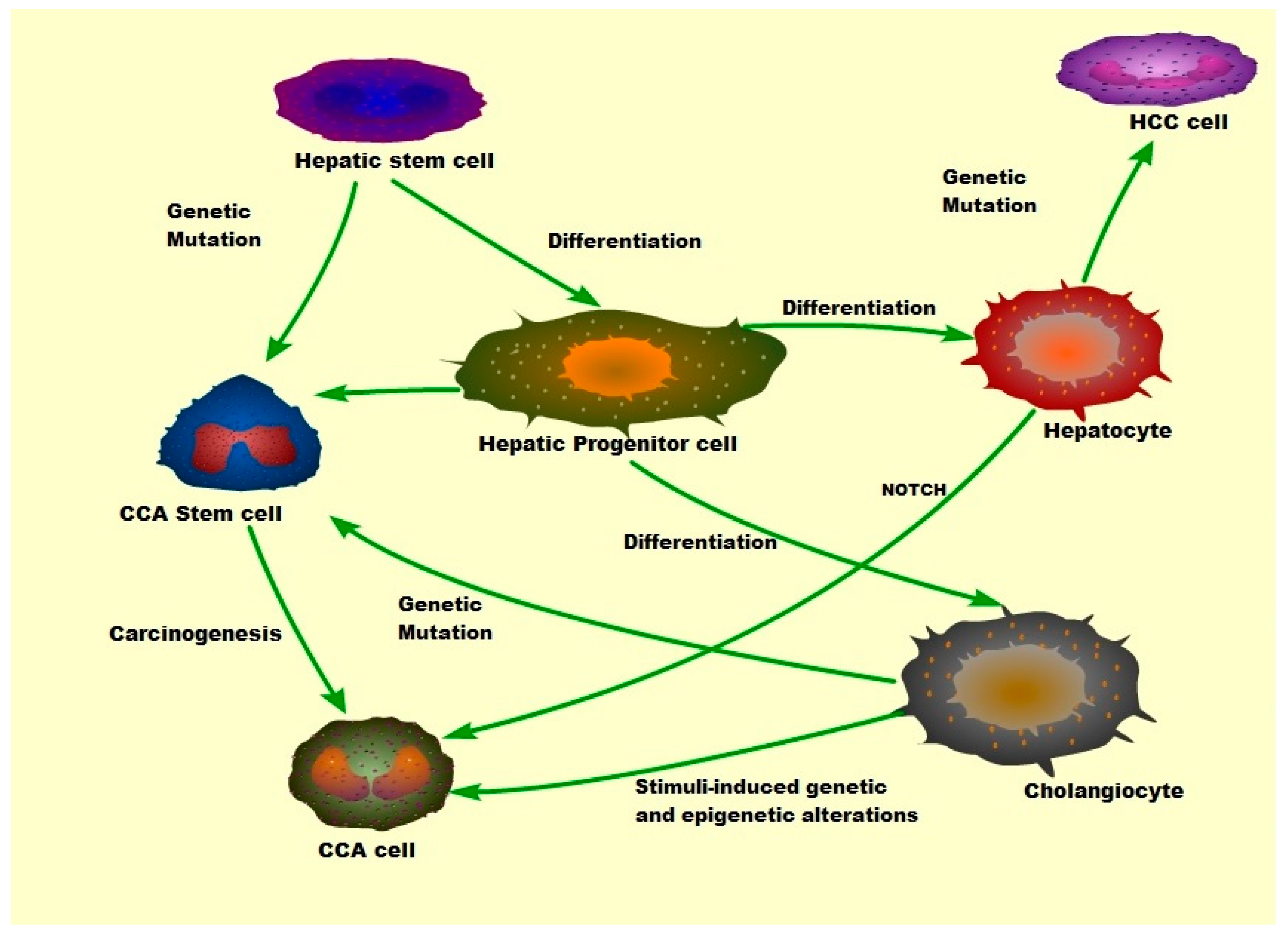 Cells Free Full Text Mitogen Activated Protein Kinases MAPKs And   Cells 08 01172 G002 