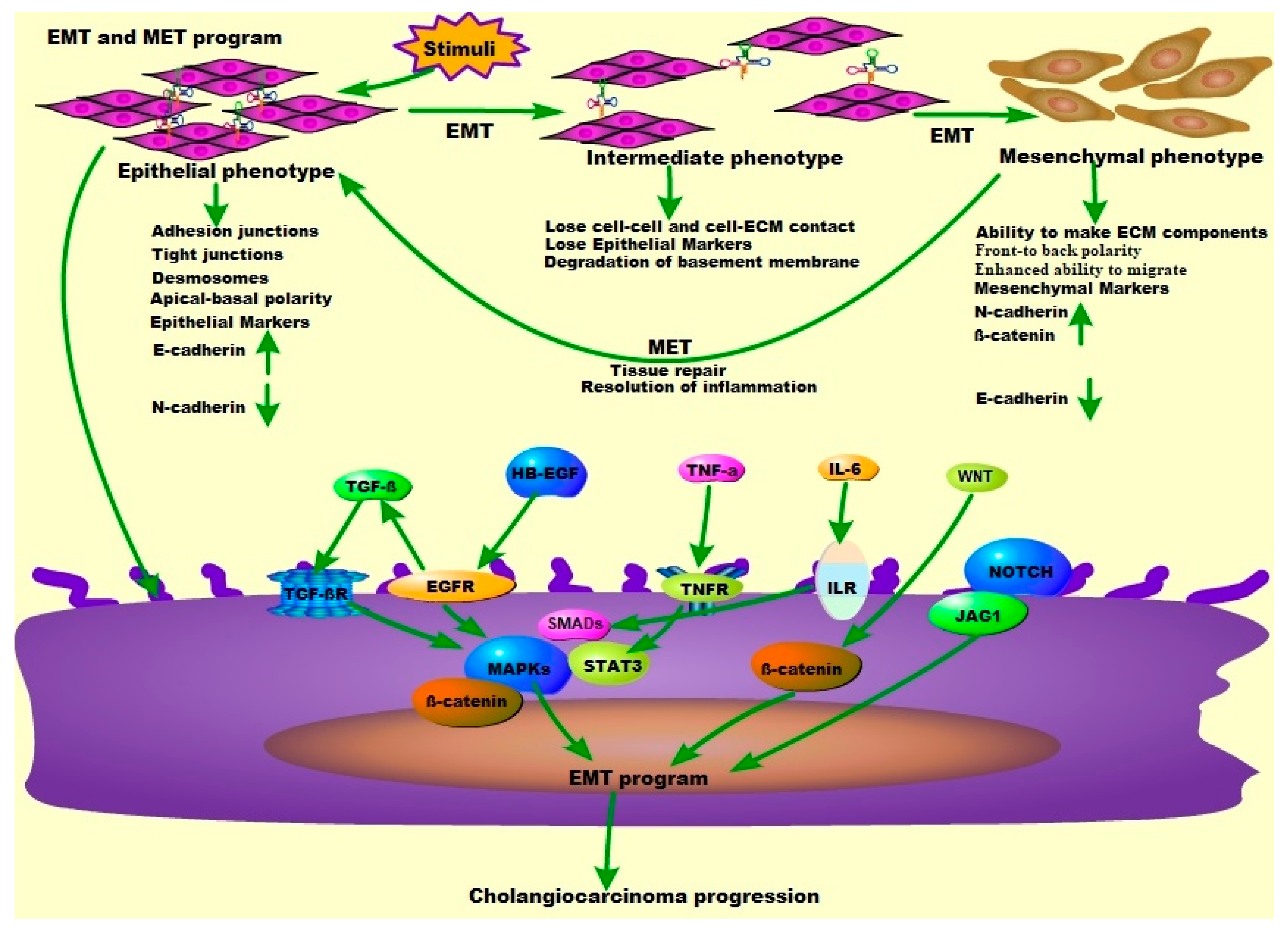 cells-free-full-text-mitogen-activated-protein-kinases-mapks-and