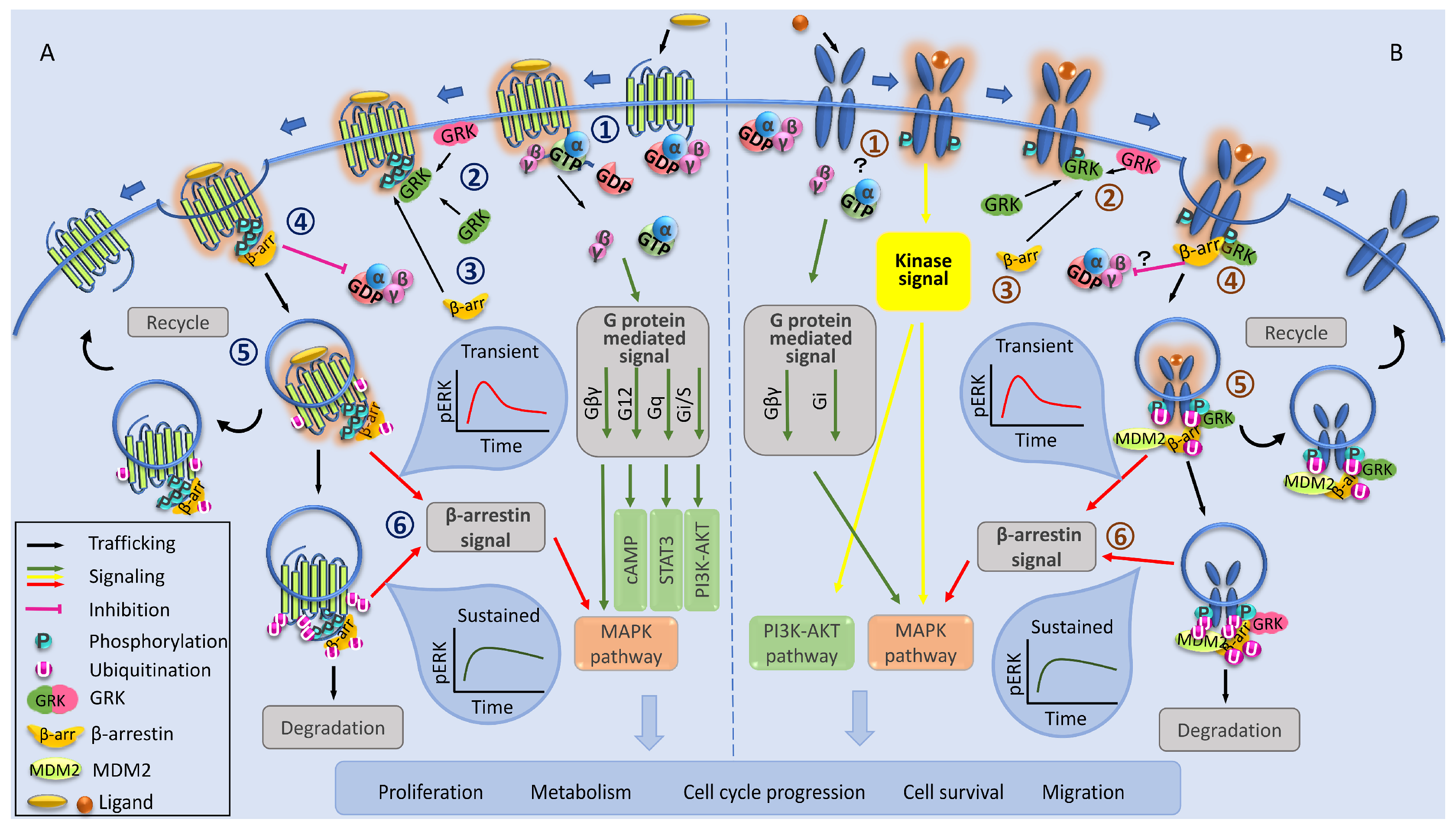 Converting Insulin-like Growth Factors 1 and 2 into High-Affinity Ligands  for Insulin Receptor Isoform A by the Introduction of an Evolutionarily  Divergent Mutation