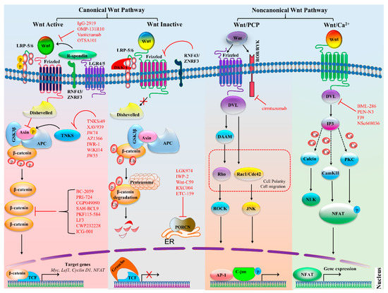 Cells | Free Full-Text | Wnt Signaling in the Regulation of Immune Cell ...