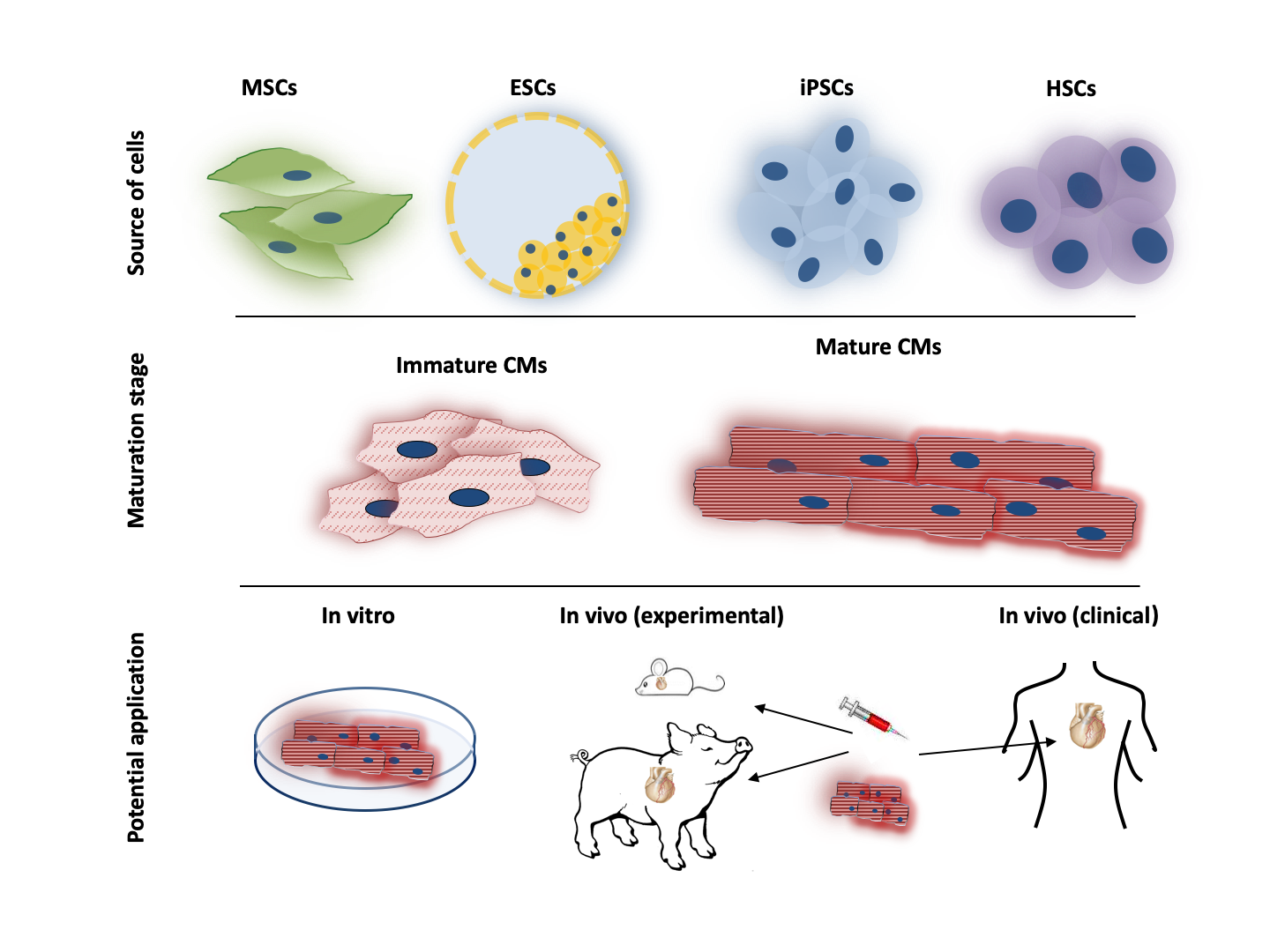 1440px x 1080px - Cells | Free Full-Text | Stem Cells in Cardiovascular Medicine: Historical  Overview and Future Prospects