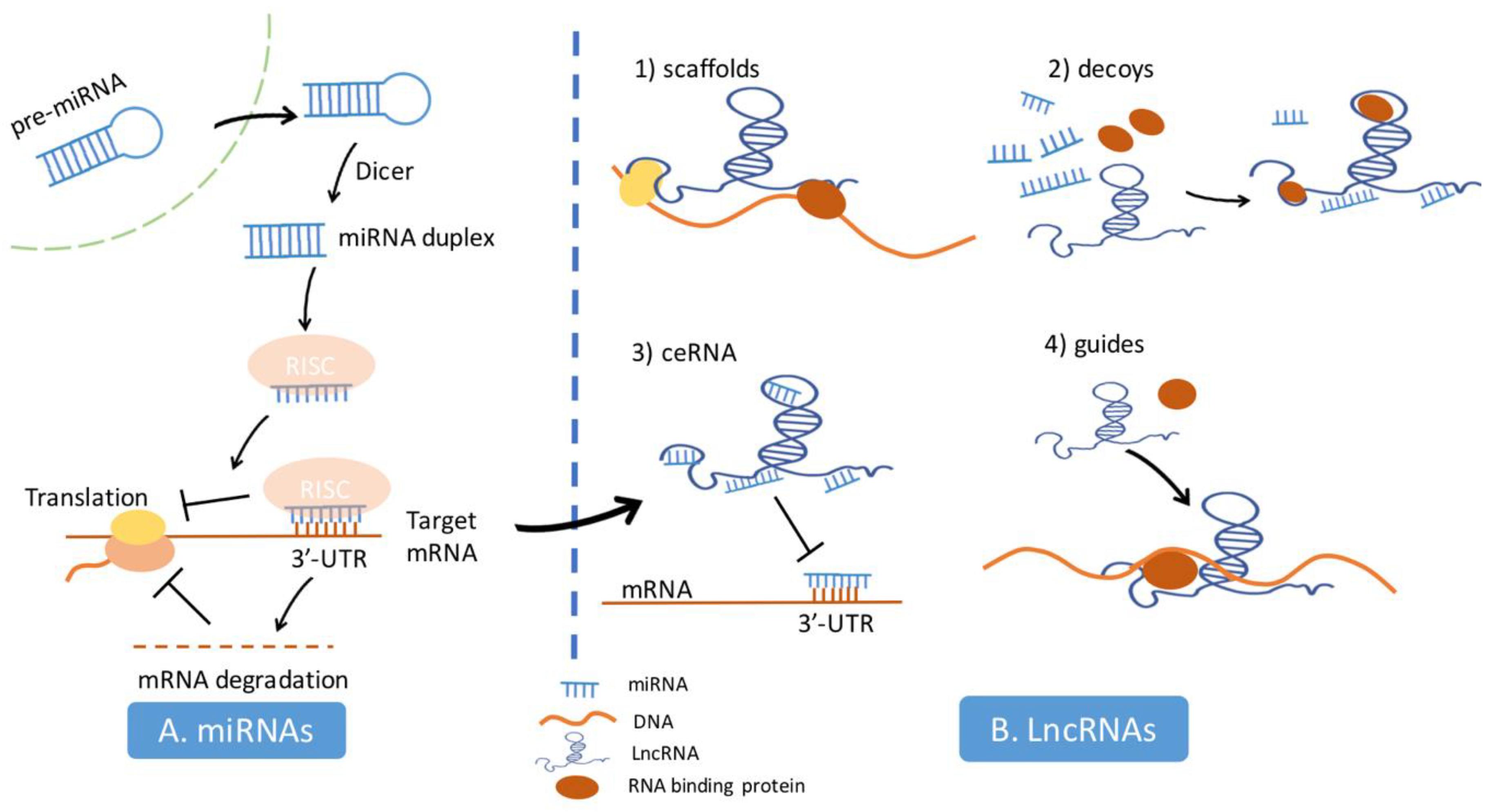 Cells | Free Full-Text | Non-Coding RNAs in IGF-1R Signaling 