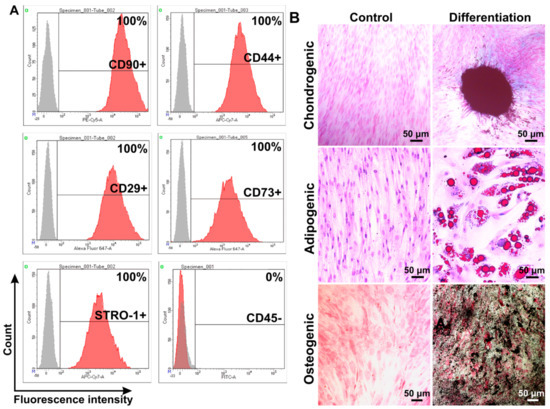 Cells | Free Full-Text | Angiogenic Activity Of Cytochalasin B-Induced ...