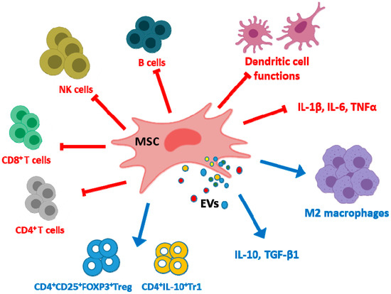 Cells | Full-Text | Extracellular from Mesenchymal Stem Cells Novel Treatments Musculoskeletal Diseases