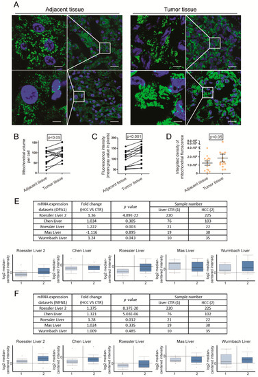 Cells | Free Full-Text | Mitochondrial Fusion Via OPA1 and MFN1 ...