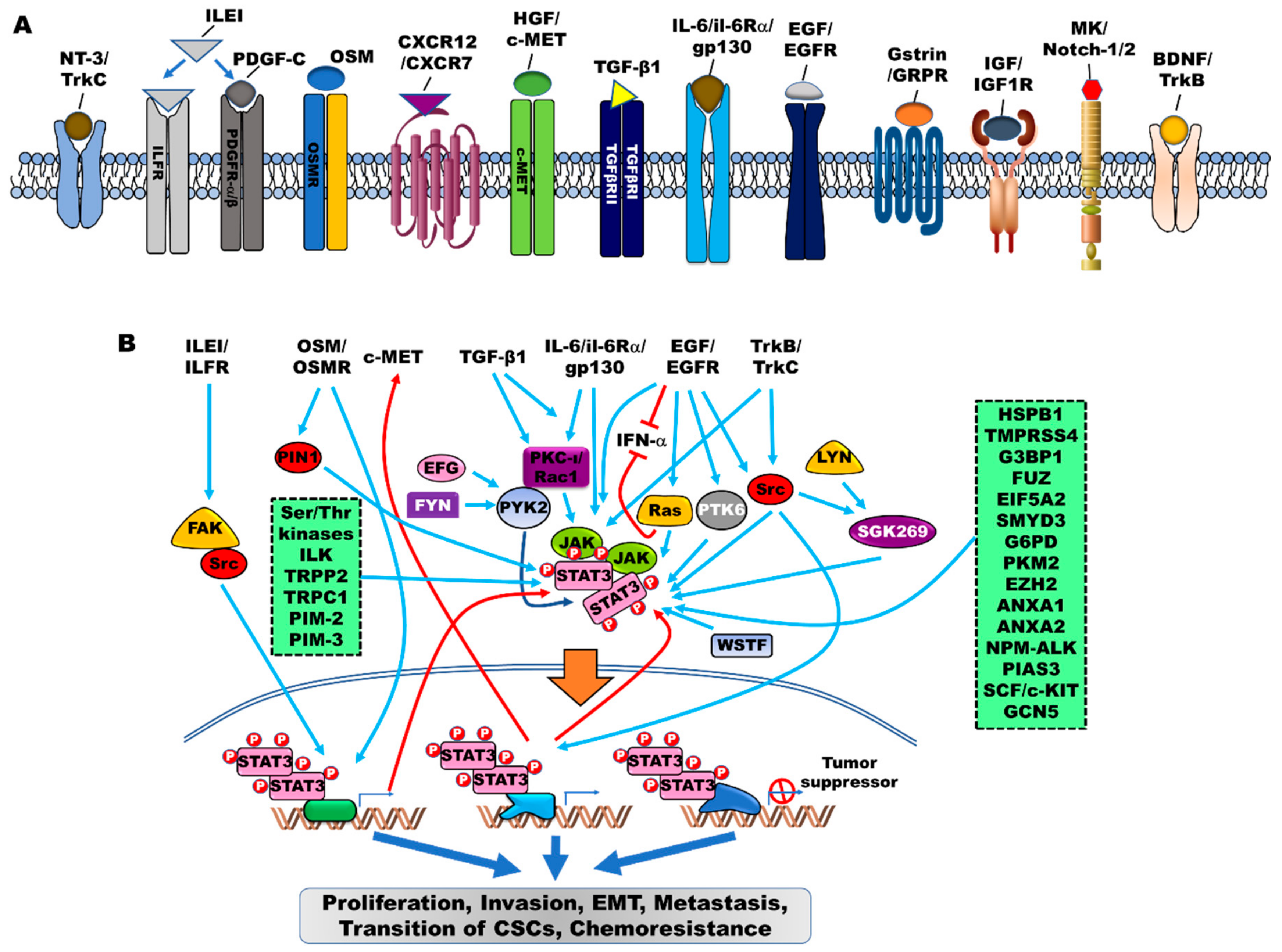 Cells | Free Full-Text | Role of JAK/STAT3 Signaling in the 