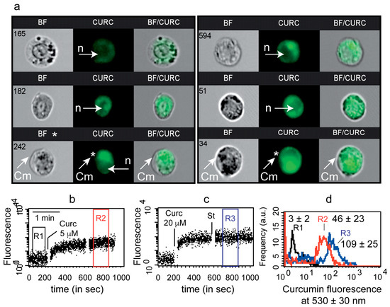 Highlighting Curcumin-Induced Crosstalk between Autophagy and Apoptosis ...