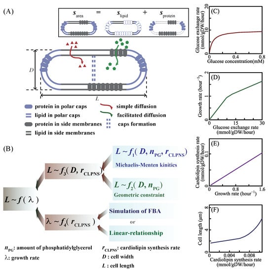 Cells | Free Full-Text | Quantitative Connection Between Cell Size And ...