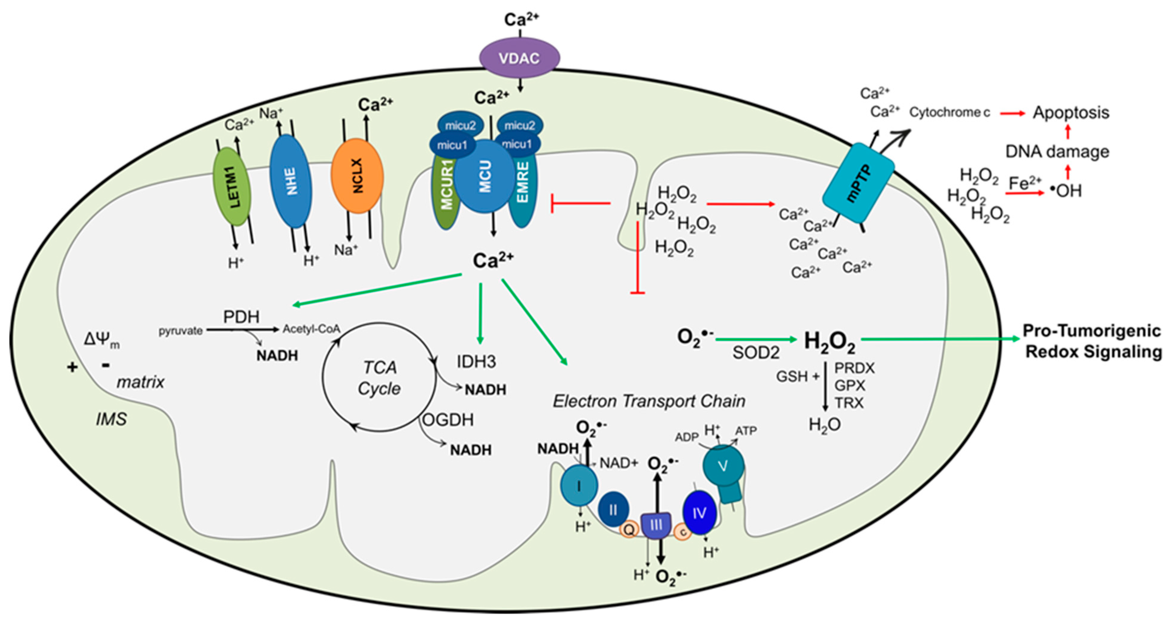 Cells | Free Full-Text | Mitochondrial Calcium Regulation of Redox ...