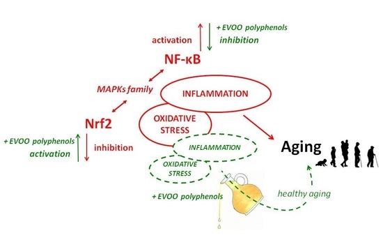 Skiën Dragende cirkel knal Cells | Free Full-Text | Extra Virgin Olive Oil Polyphenols: Modulation of  Cellular Pathways Related to Oxidant Species and Inflammation in Aging