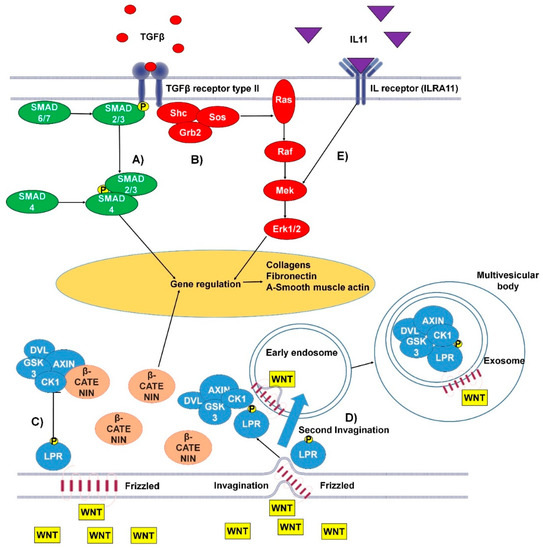 Cells | Free Full-Text | Exosomes: From Potential Culprits to New ...