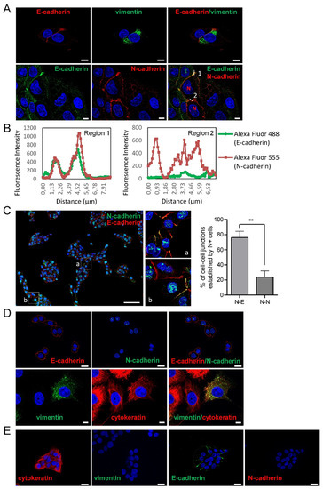 Cells | Free Full-Text | The Leader Position of Mesenchymal Cells ...