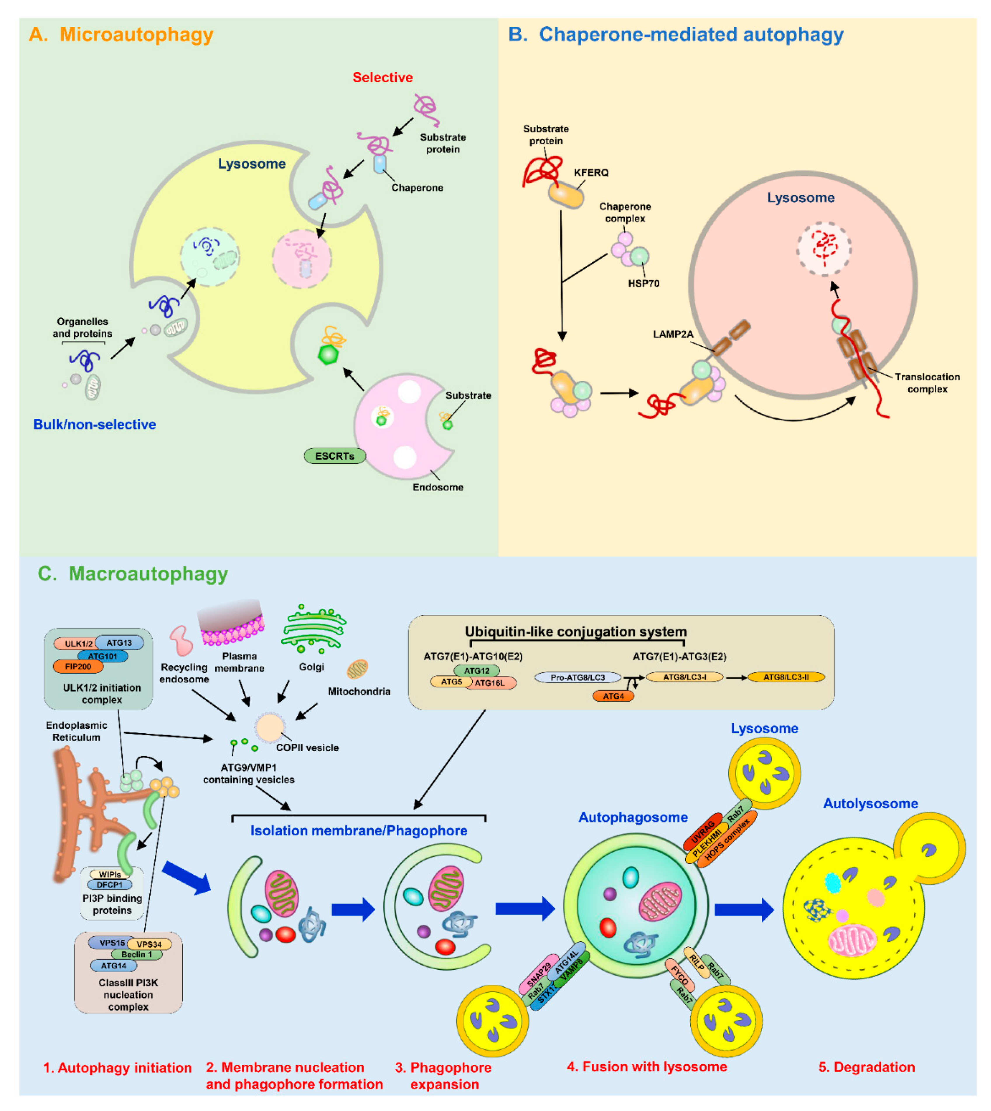 Cells | Free Full-Text | Mitophagy in the Pathogenesis of Liver 