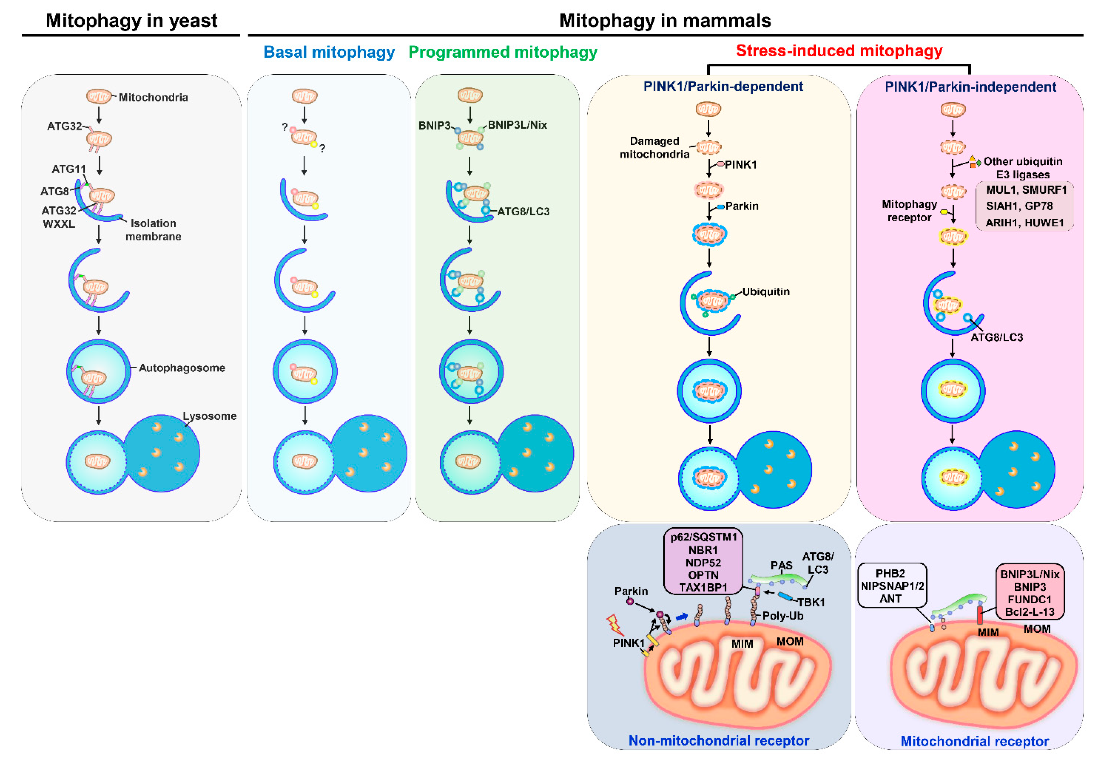 Cells | Free Full-Text | Mitophagy in the Pathogenesis of Liver 