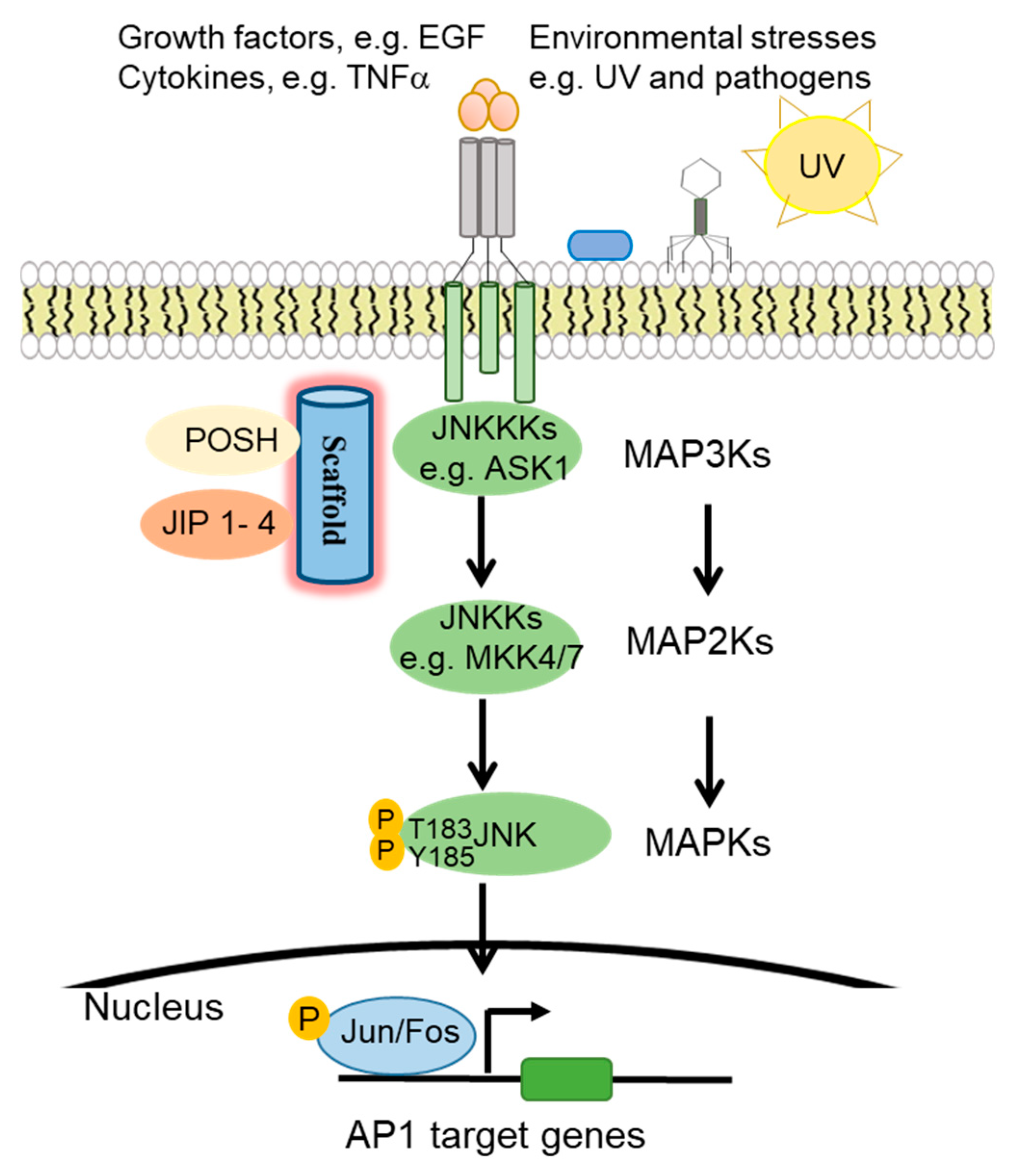 Cells | Free Full-Text | The JNK Signaling Pathway in Inflammatory 