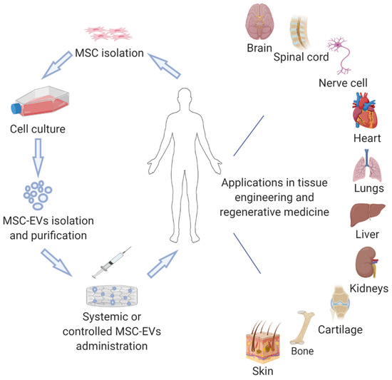 Lancet Commission: Stem cells and regenerative medicine - The Lancet