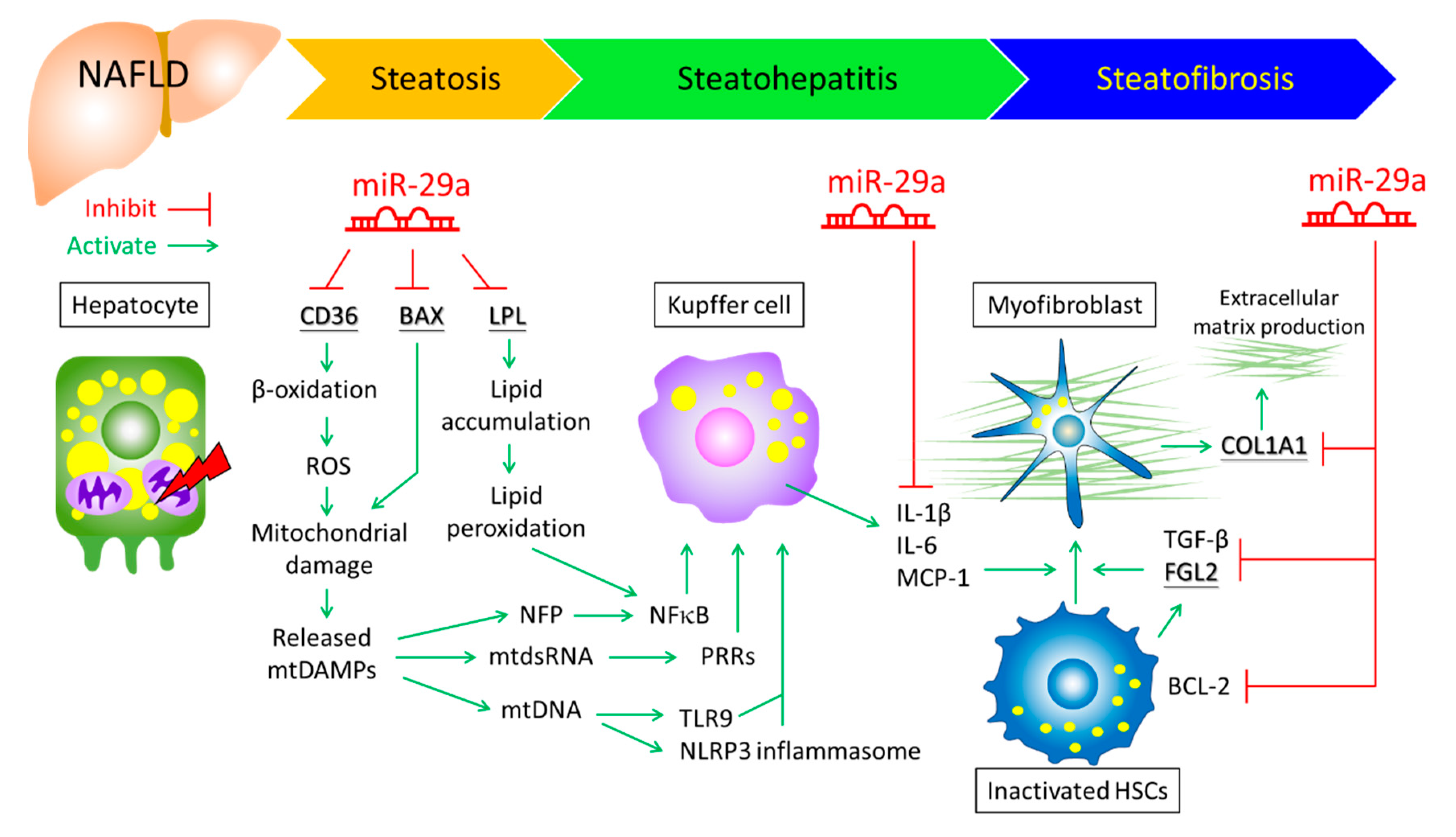 Cells | Free Full-Text | The Emerging Role Of MicroRNAs In NAFLD ...