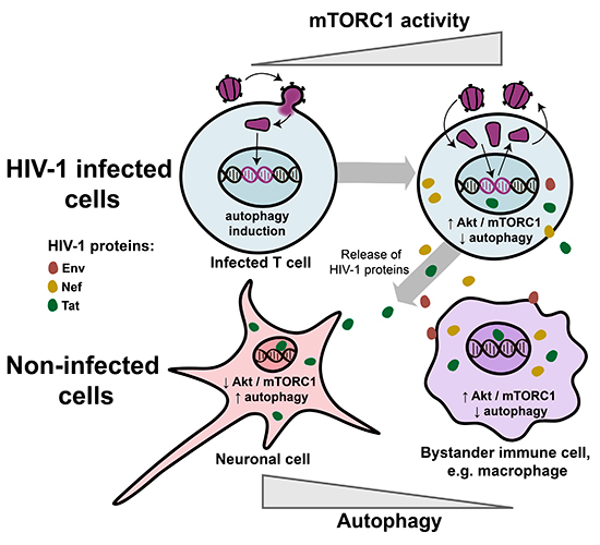 Cells | Free Full-Text | Modulation of mTORC1 Signaling Pathway by HIV-1
