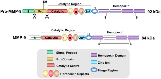Functional Roles of Matrix Metalloproteinases and Their Inhibitors in ...