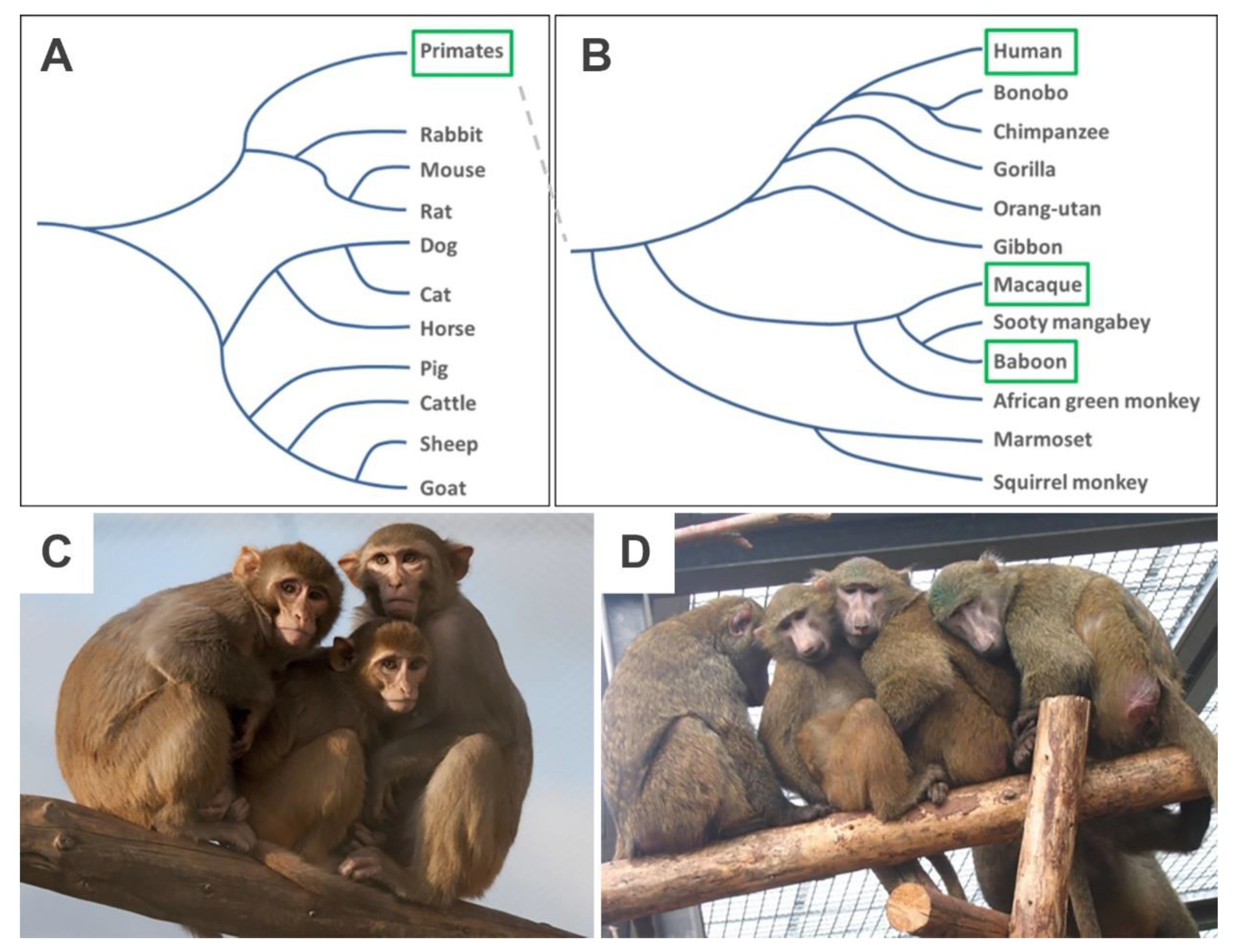 slinger Meesterschap Verdeelstuk Cells | Free Full-Text | Non-Human Primate iPSC Generation, Cultivation,  and Cardiac Differentiation under Chemically Defined Conditions