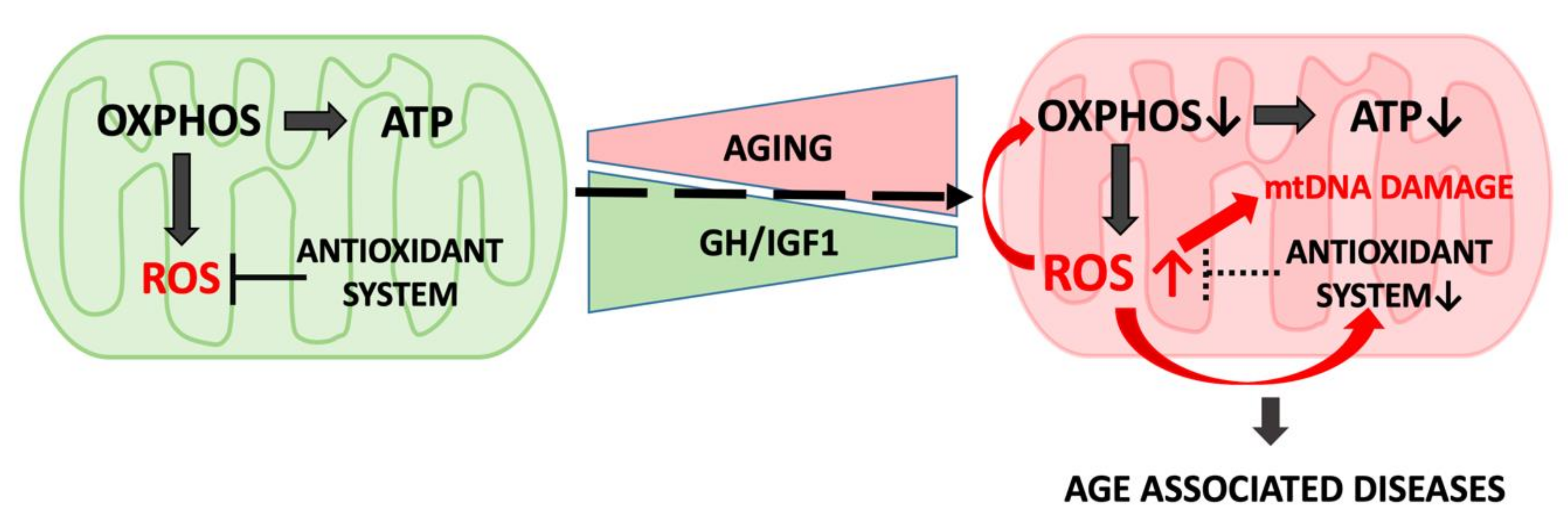 Cells | Free Full-Text | Effects of GH/IGF on the Aging Mitochondria