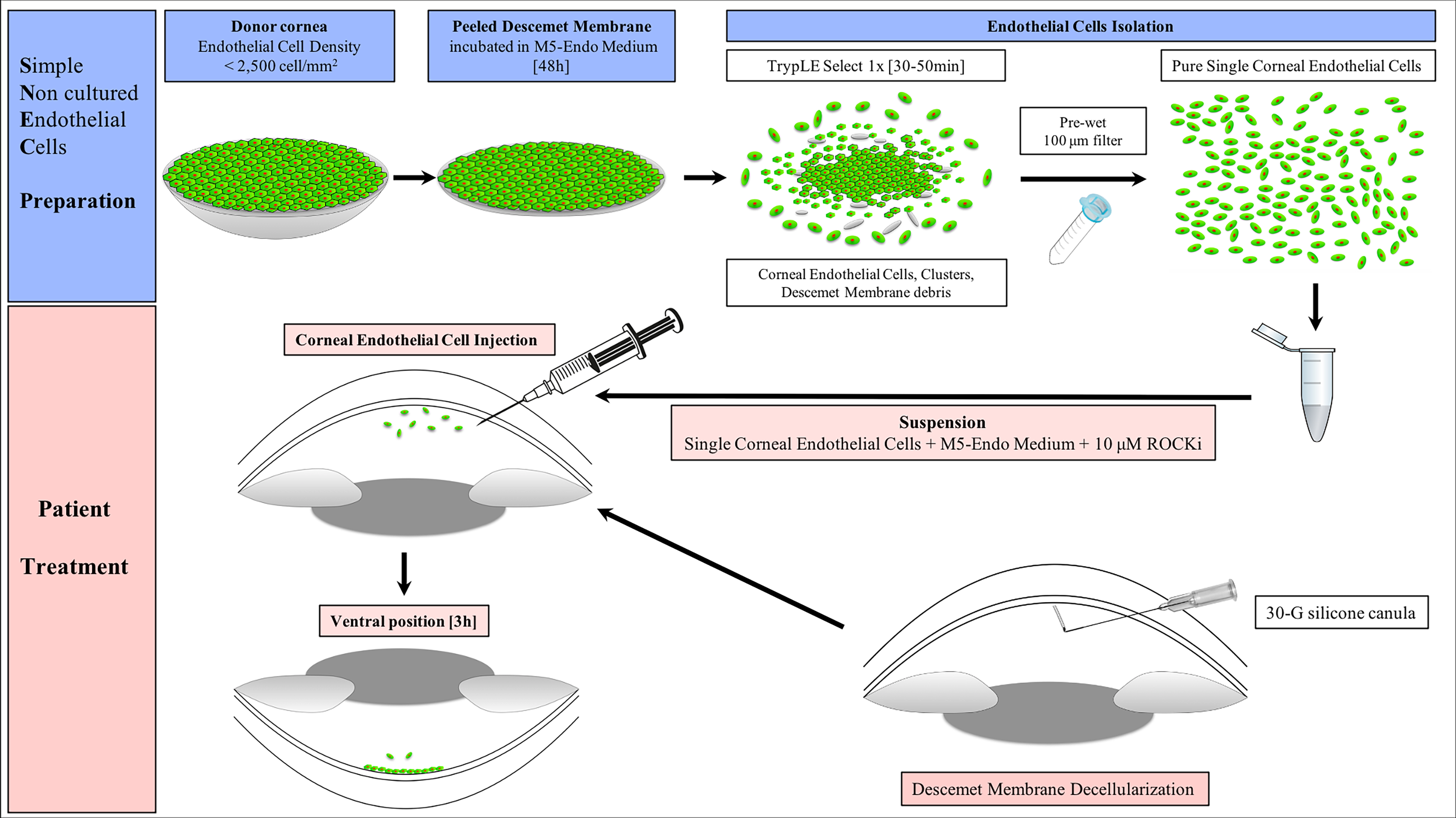 https://pub.mdpi-res.com/cells/cells-09-01428/article_deploy/html/images/cells-09-01428-ag-1.png?1594109443