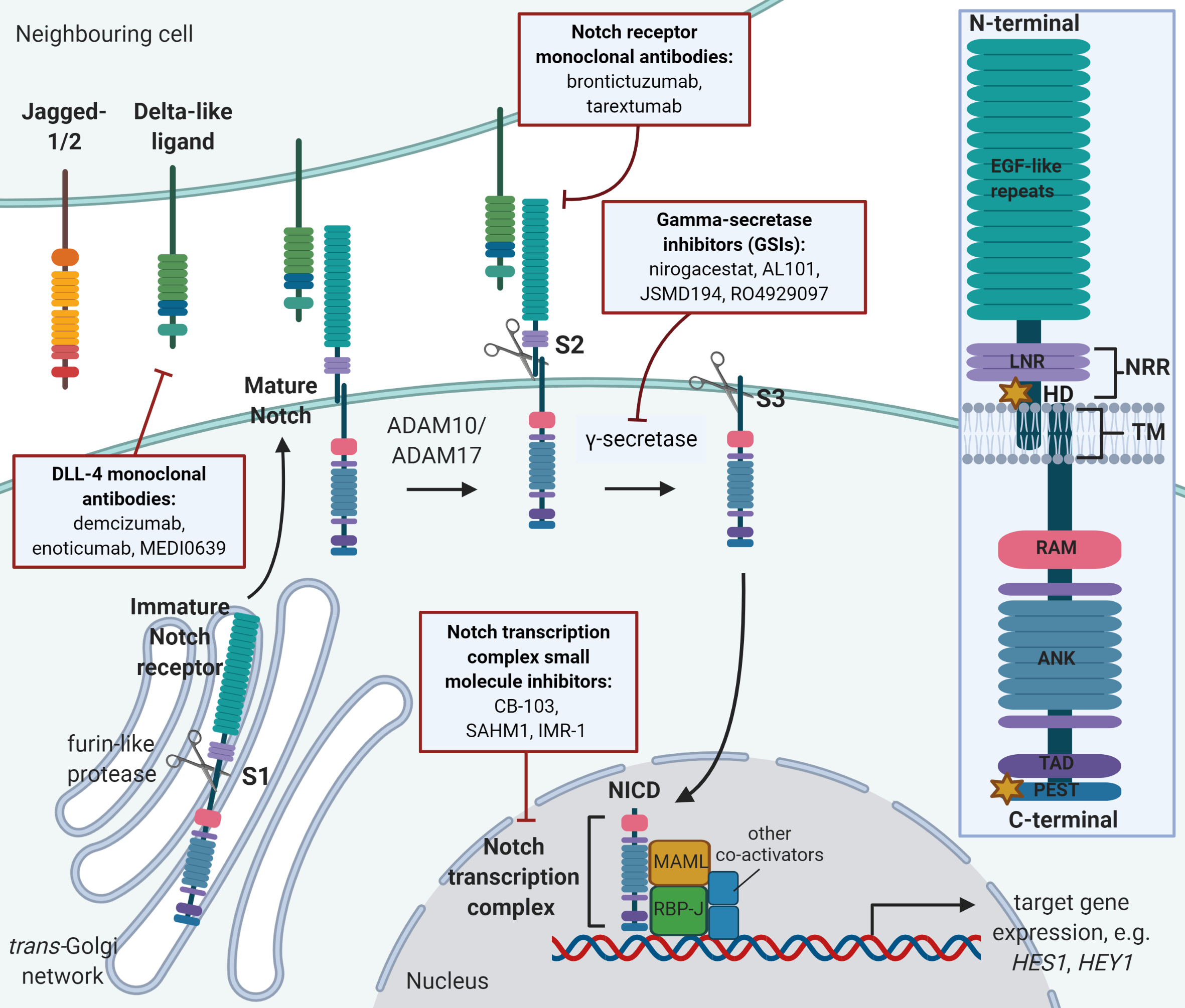 Hvor godtgørelse dommer Cells | Free Full-Text | Top Notch Targeting Strategies in Cancer: A  Detailed Overview of Recent Insights and Current Perspectives